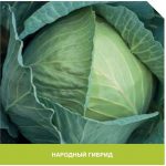 Глория Стар