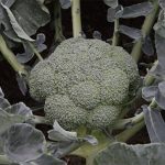semena-kapusty-brokkoli-batori-f1-syngenta-2-500-sht-Agriks.com.ua