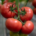 mamston-f1-semena-tomata-indet-ranneho-58-60-dn-230-250-hr-roz-syngenta