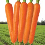 Нанта 242 Морковь