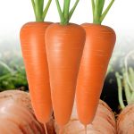 Шанта 216 Морковь