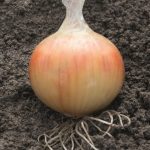 Onion-Rijnsburger_Hysky